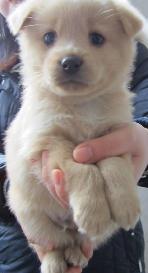 国产小奶狗在线看,在线观看热潮来袭！