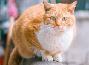 国产橘猫在线播放视频,国产萌宠视频盛宴